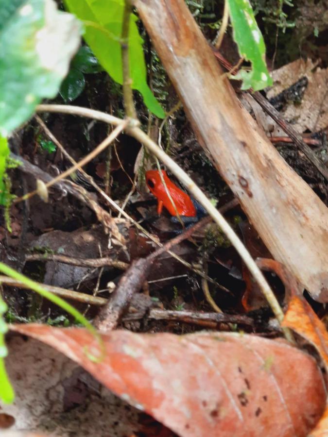 Cabanas Montanas Del Tenorio Rio Celeste Eksteriør billede